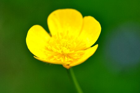 Poisonous plant blossom bloom