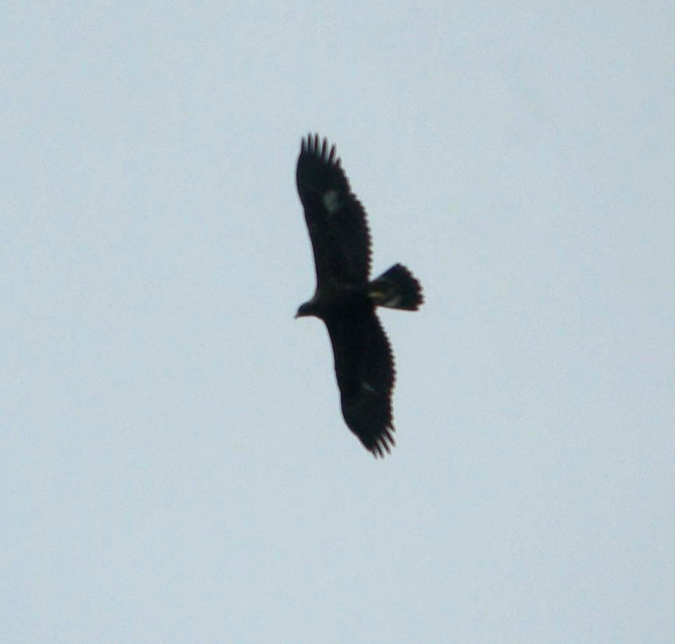 DSCN6209 c Golden Eagle  Kankakee Co IL 10-30-2012
