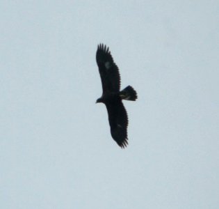 DSCN6209 c Golden Eagle  Kankakee Co IL 10-30-2012