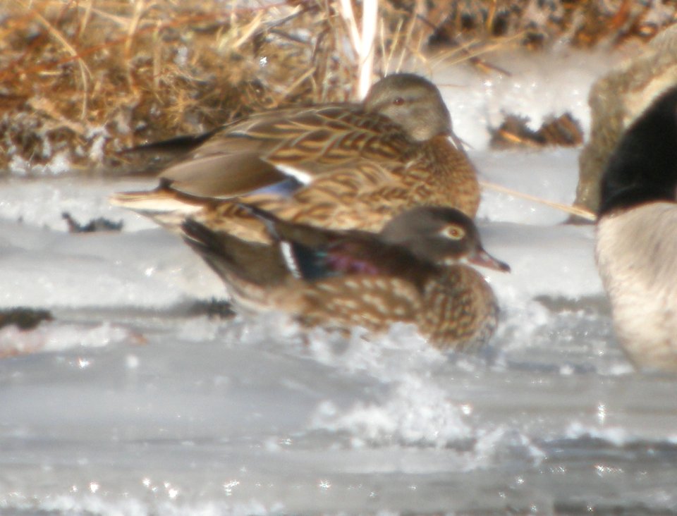 DSCN9403 Wood Duck Dam Wilmington IL 1-18-2016