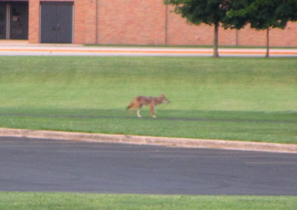 IMG 2284c Coyote Perry Farm Park IL 7-13-2016