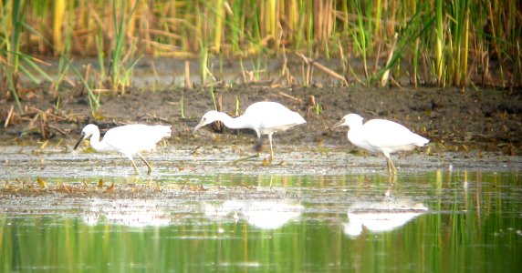 IMG 1544 c Snowy Egret + Little Blue Heron (juv) TNC Kankakee Sands Enos IN 7-22-09