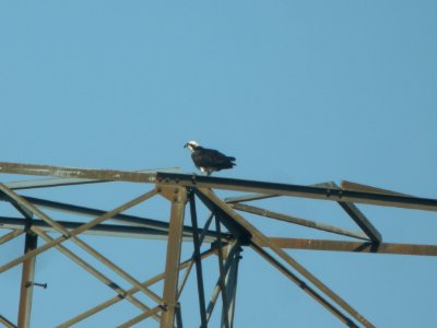 DSCN9651c Osprey Braidwood IL 4-10-2018