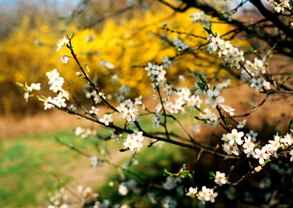 Ricoh TLS 401 with Helios 44-2 - Spring Blossoms