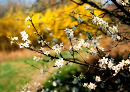 Ricoh TLS 401 with Helios 44-2 - Spring Blossoms