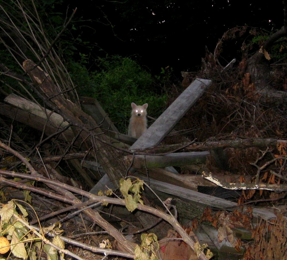 IMG 0923 c Raccoon (albino) Kankakee Co IL 8-25-13