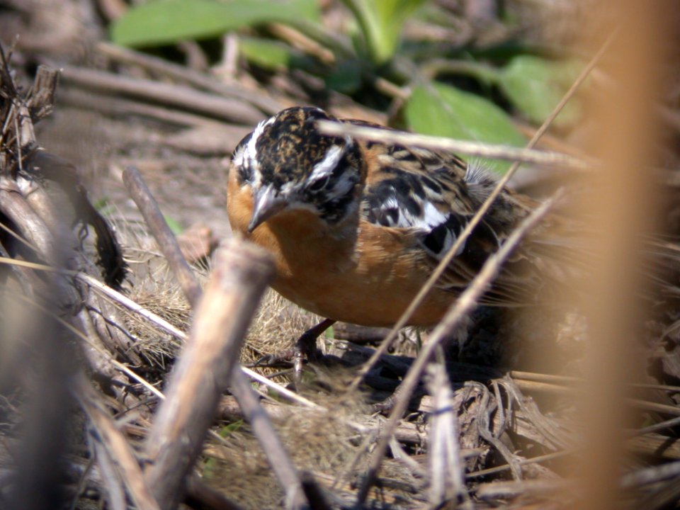DSCN3569 Smih Longspur Pembroke Twp IL 4-23-06