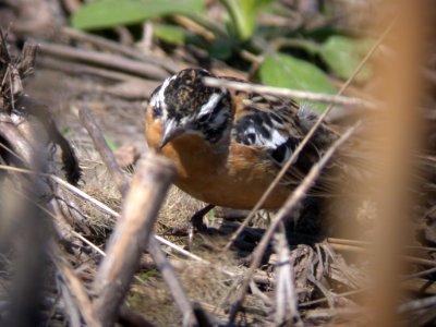 DSCN3569 Smih Longspur Pembroke Twp IL 4-23-06