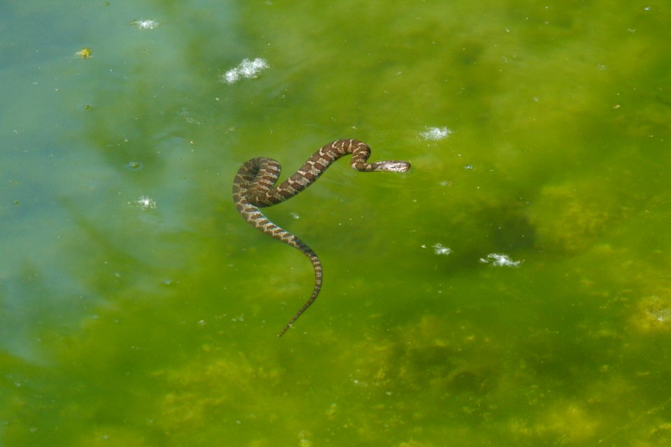 IMG 7273c Northern Water Snake? Bird Park Kankakee IL 5-27-2017