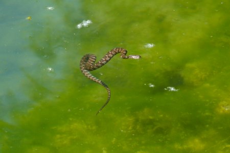 IMG 7273c Northern Water Snake? Bird Park Kankakee IL 5-27-2017