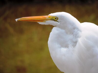 Nature heron bird
