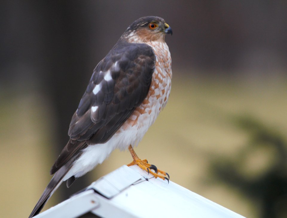 IMG 3889cg Sharp-shinned Hawk Hse Kankakee IL 2-1-2017