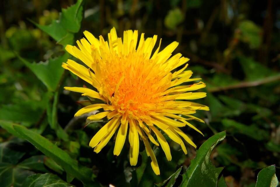 Yellow spring yellow flower