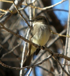 DSCN9323 Eastern Phoebe Watson Lake Yavapai Co AZ 12-28-2015
