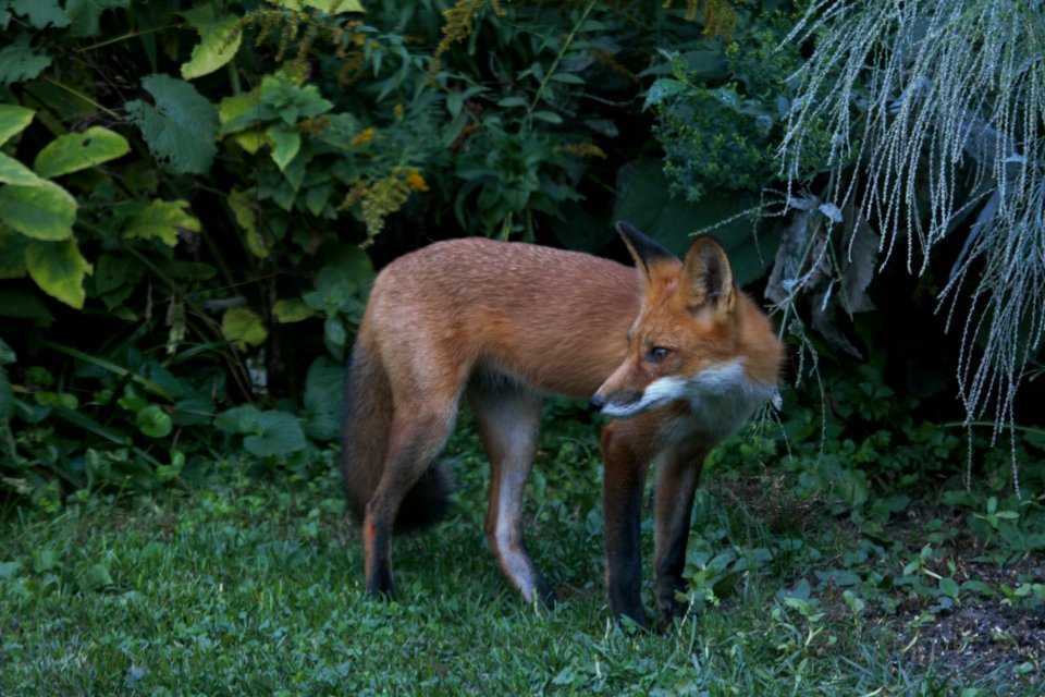 IMG 1704c Red Fox Hse Kankakee IL 9-14-2018