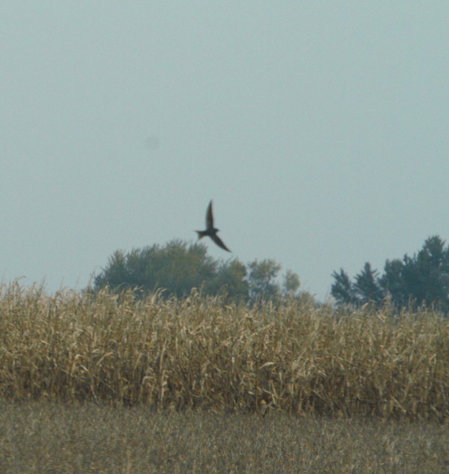 IMG 0763c Barn Swallow Whispering Willows Area Kankakee Co IL 10-29-2016