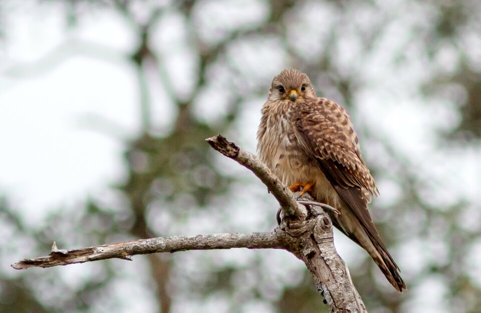 Hawk ron case in tehran birds