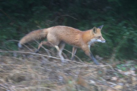 IMG 3416 Red Fox Hse Kankakee IL 12-01-2018 photo
