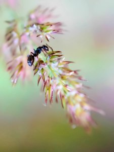 Cute ant