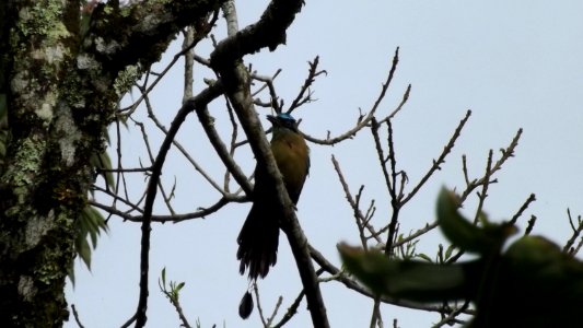 Birdwatching PANACOMA Comayagua Honduras