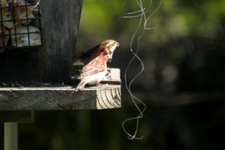 IMG 5340c Posssible Cassin's Finch Purple Finch Hse Kankakee-IL 4-8-2017