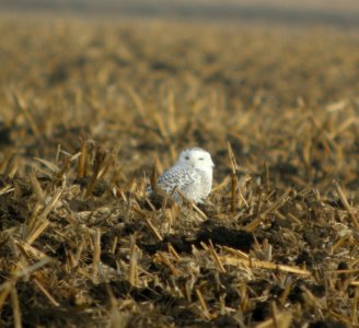 DSCN5000 c Snowy Owl Iroquois Co IL 11-29-2014