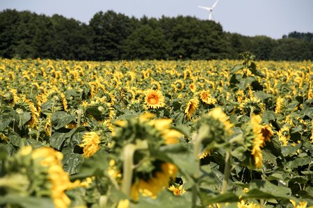 Sunflower nature landscape