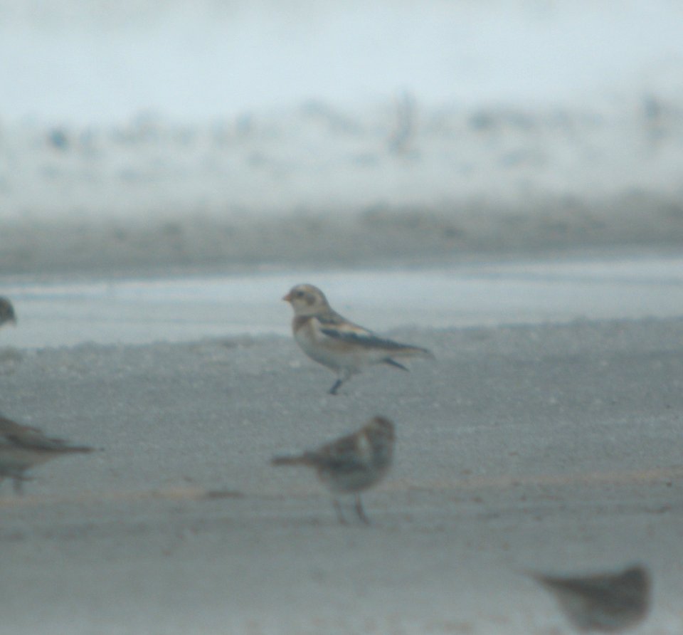 DSCN1170 c Snow Bunting Kankakee Co IL 12-14-2013