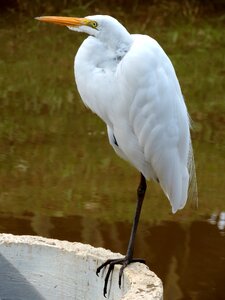 Nature heron bird