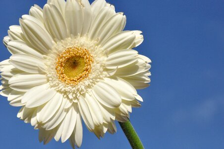 Nature bloom plant