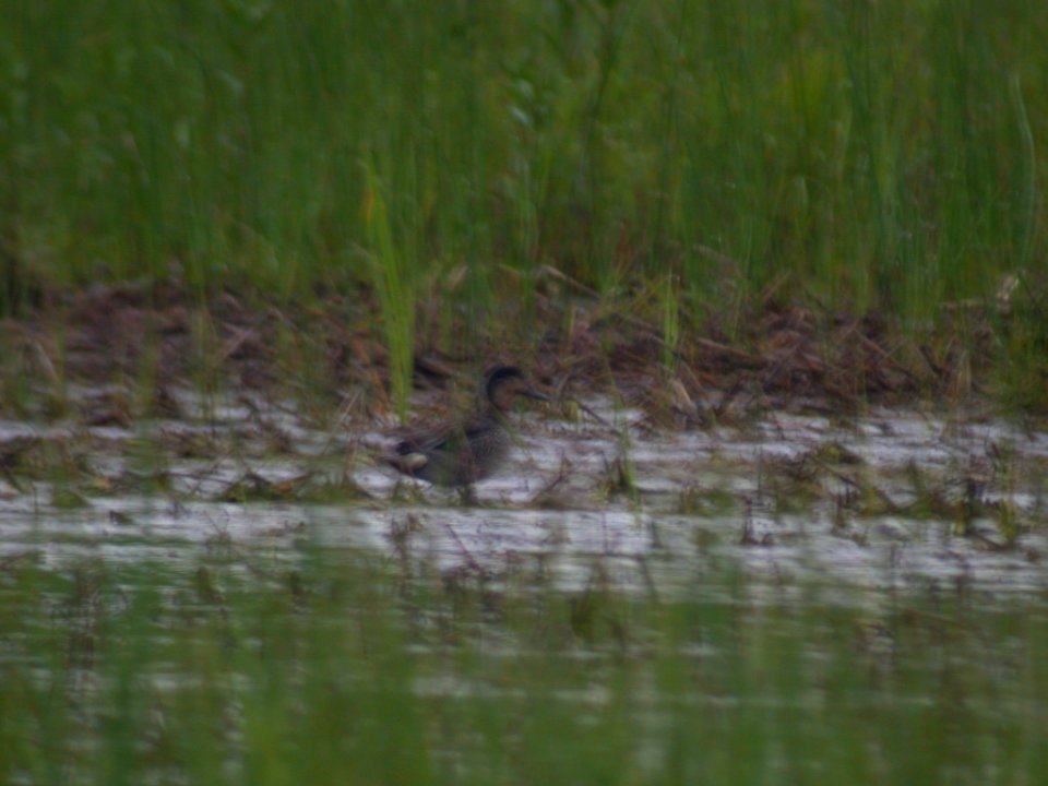 Dscn9083 Green-winged Teal TNC Kankakee Sands, Enos, IN 6-08-03