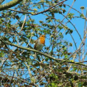 Wild songbird red