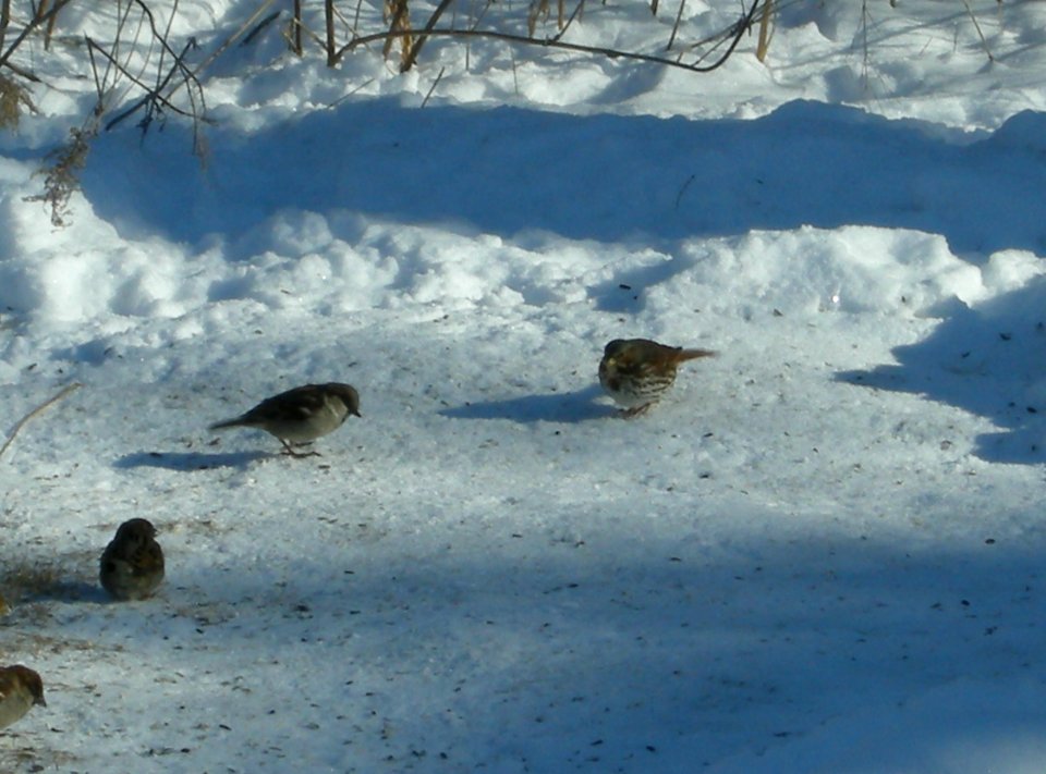 DSCN0420 c Fox Sparrow Kankakee IL 1-21-2014