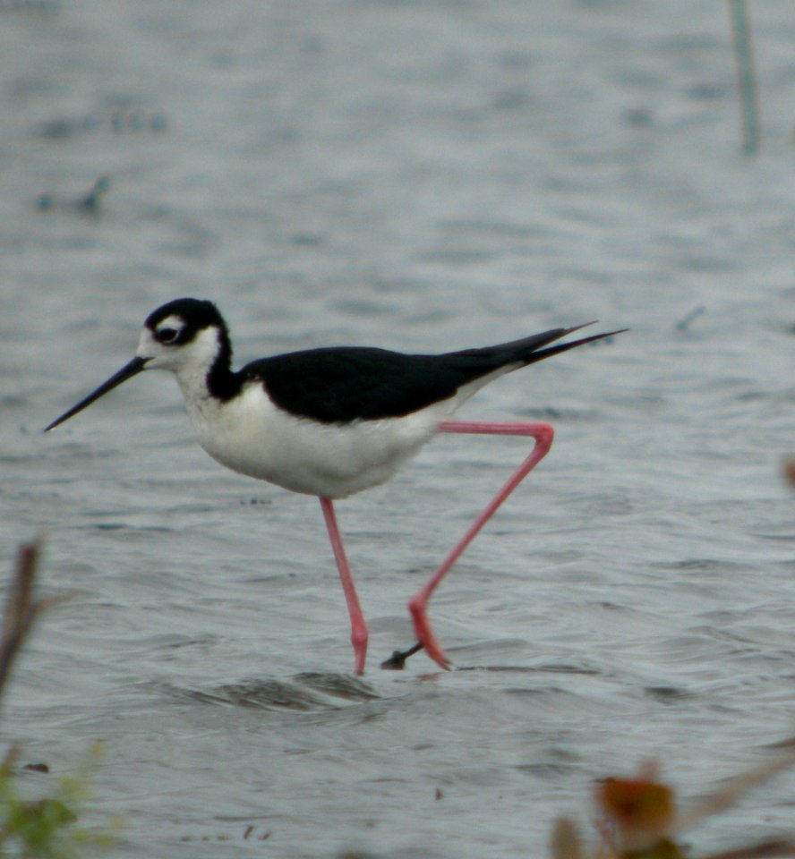 DSCN7824 c Black-necked Stilt (Male) Kankakee Co IL 6-23-11