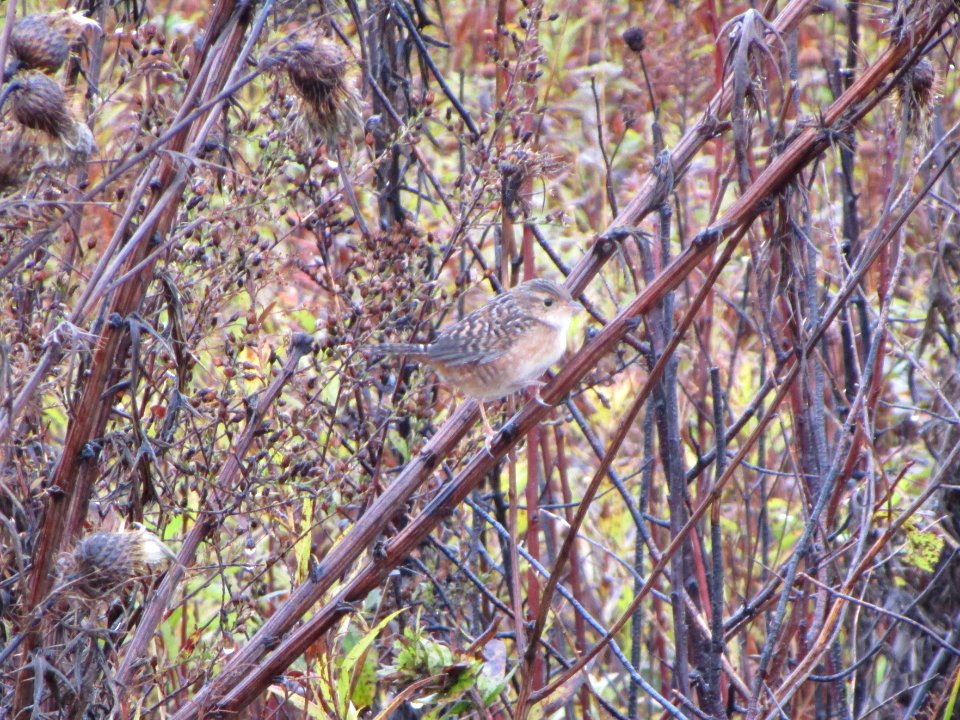 IMG 3331c Sedge Wren Perry Farm Kankakee Co IL 11-02-2016