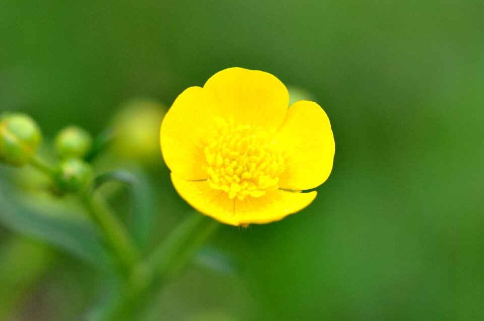 Poisonous plant blossom bloom