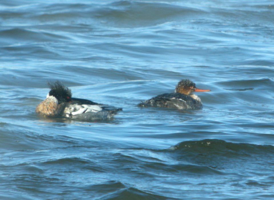 DSCN1700 c Red-breasted Merganser Kankakee IL 1-23-2014