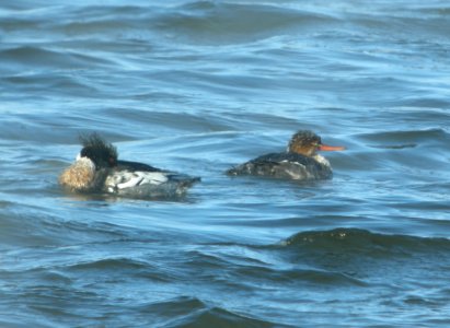 DSCN1700 c Red-breasted Merganser Kankakee IL 1-23-2014
