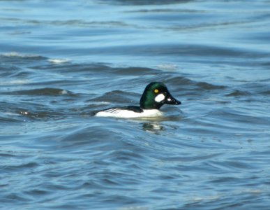 DSCN2596 c Common Goldeneye Kankakee IL 2-27-2014