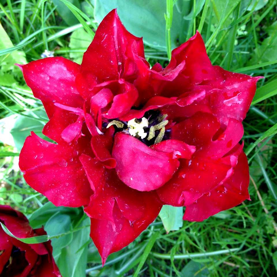 Mainau