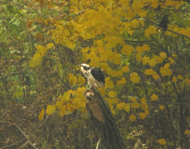 DSCN1010 c Osprey Kankakee Co IL 11-5-2013