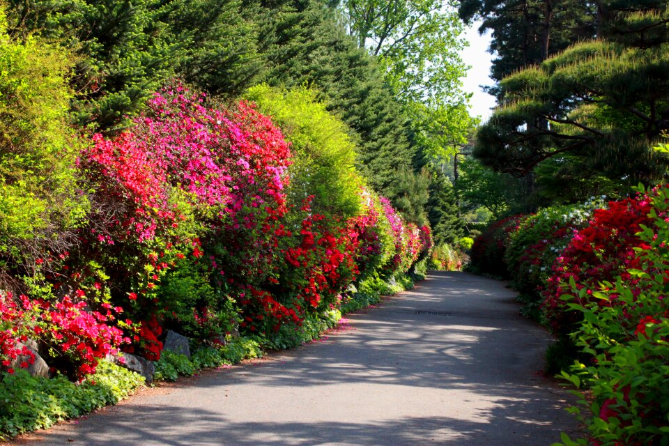 Landscape botanical garden a flower garden