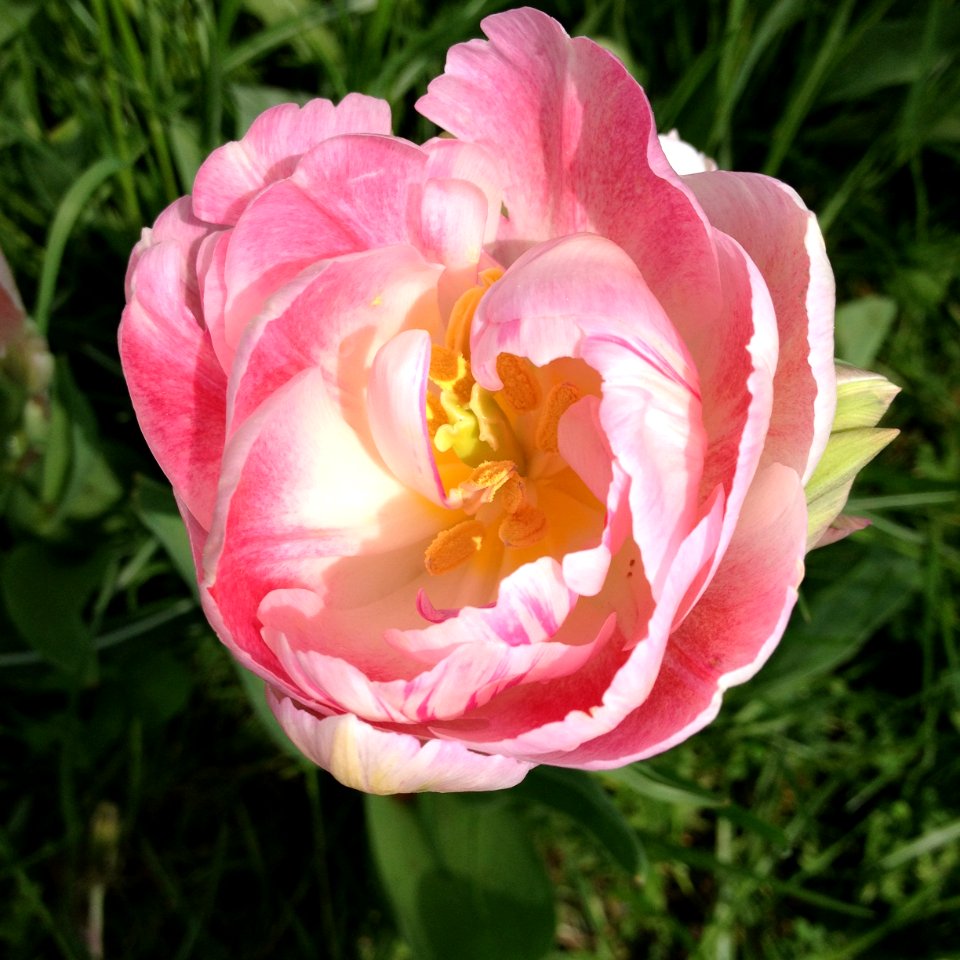 Mainau