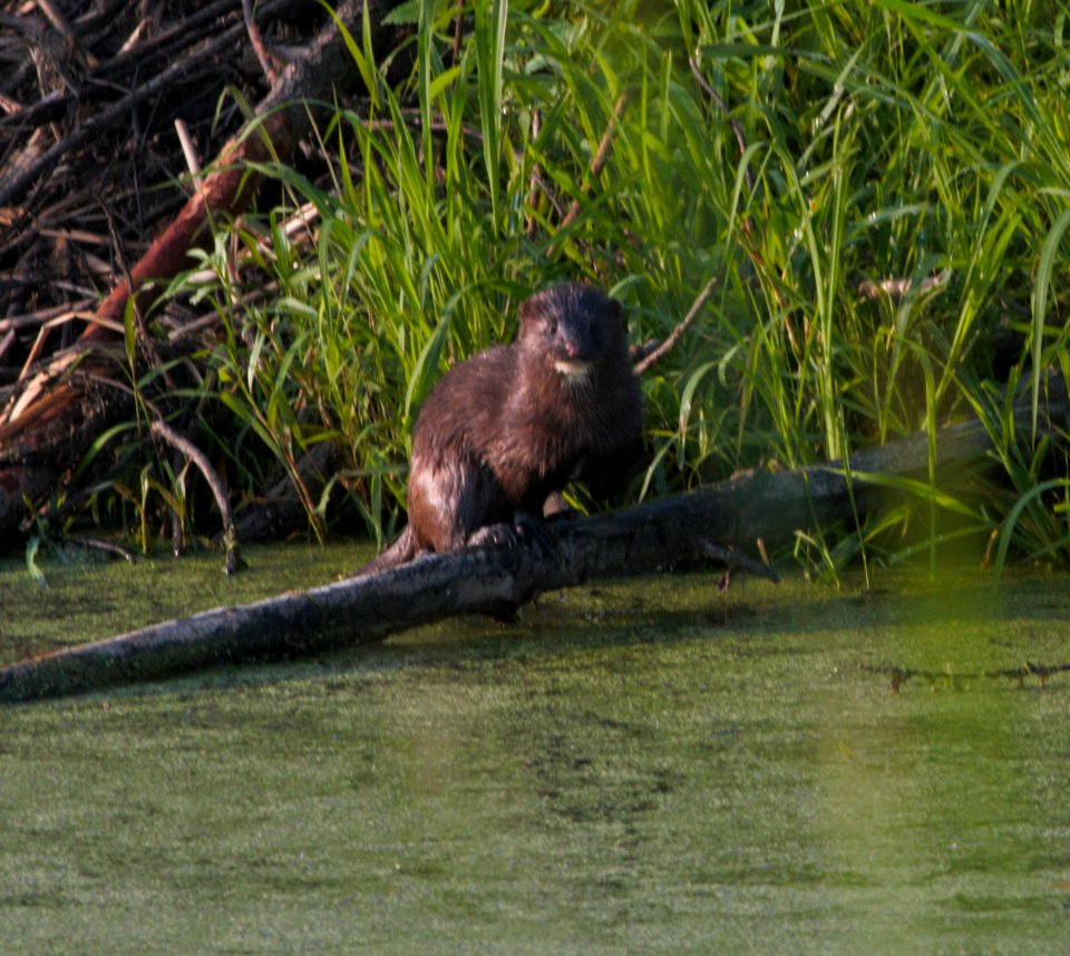 IMG 8464c Mink Willow Slough FWA IN 7-11-2016