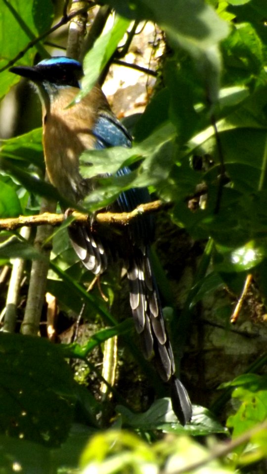 Birdwatching PANACOMA Comayagua Honduras