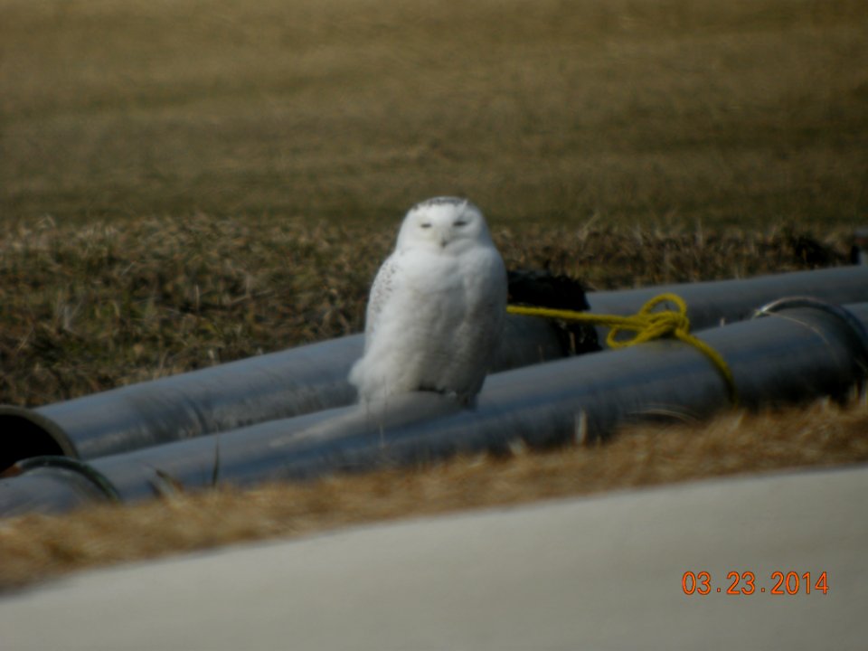 DSCN0879 Snowy Owl Kankakee Co IL 3-23-2014