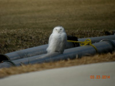 DSCN0879 Snowy Owl Kankakee Co IL 3-23-2014