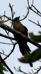 Birdwatching PANACOMA Comayagua Honduras