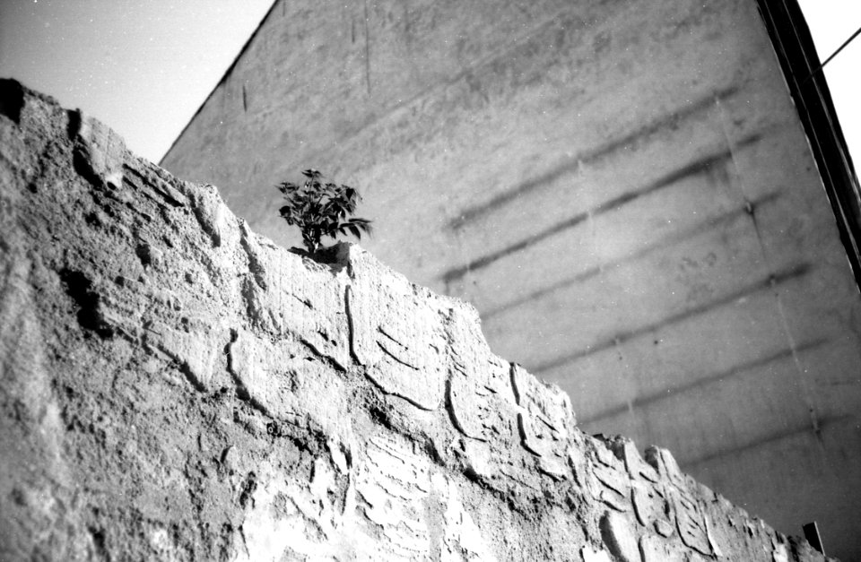 Minolta Hi-Matic G - Ghetto Plant