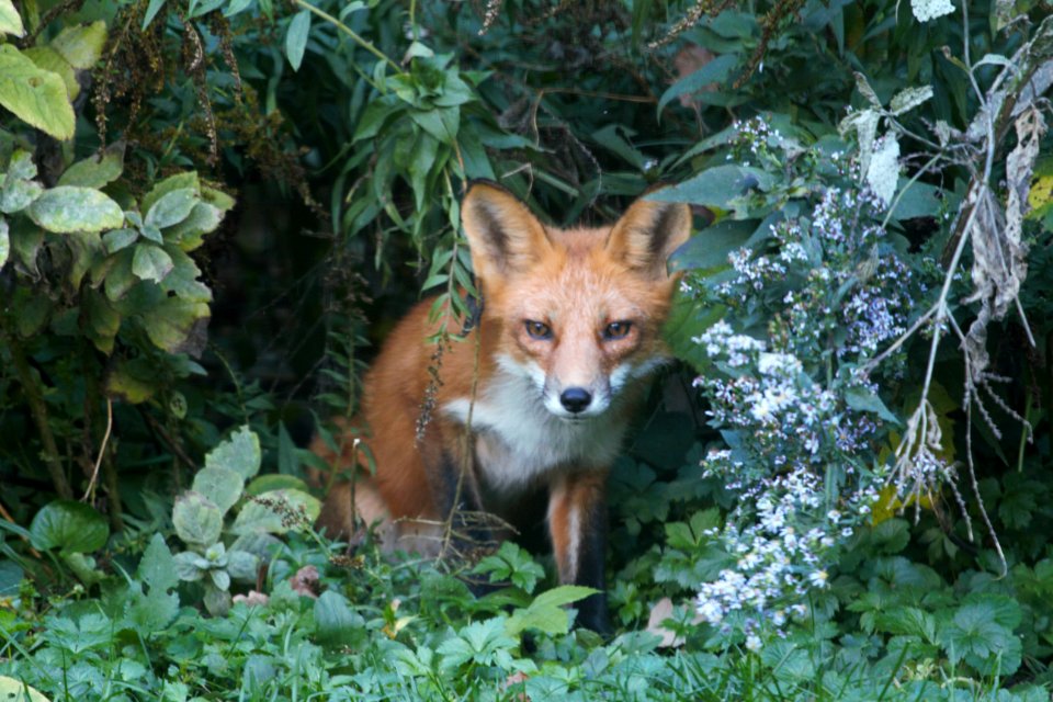 IMG 2538 Red Fox Eyeing a Squirrel Hse Kankakee IL 10-8-2018
